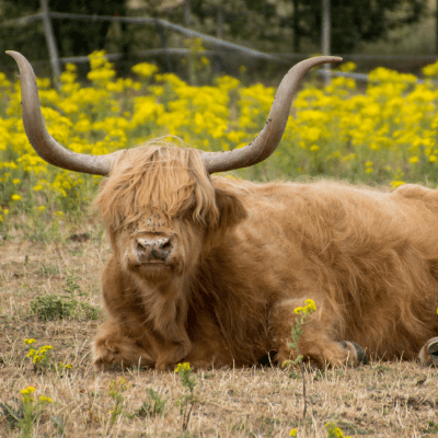 Highland Cattle Refill Norwich founder